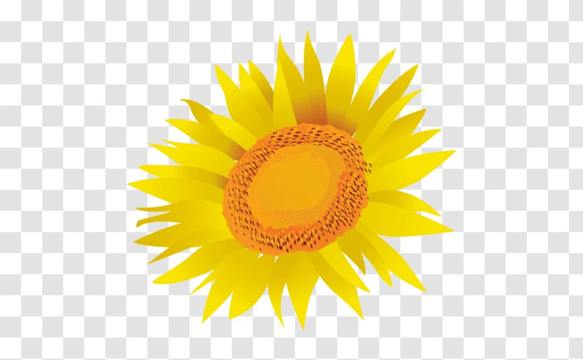 Common Sunflower Drawing Royalty-free Clip Art - Cartoon Flower And Psd Transparent PNG