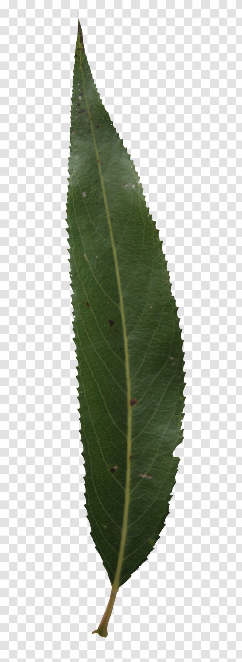 Leaf Plant Stem - Texture Transparent PNG