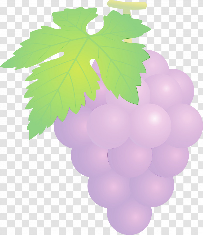 Grape Grape Leaves Green Grapevine Family Leaf Transparent PNG