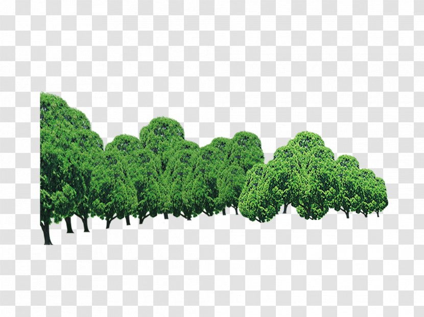 Tree Forest - Ecosystem Transparent PNG