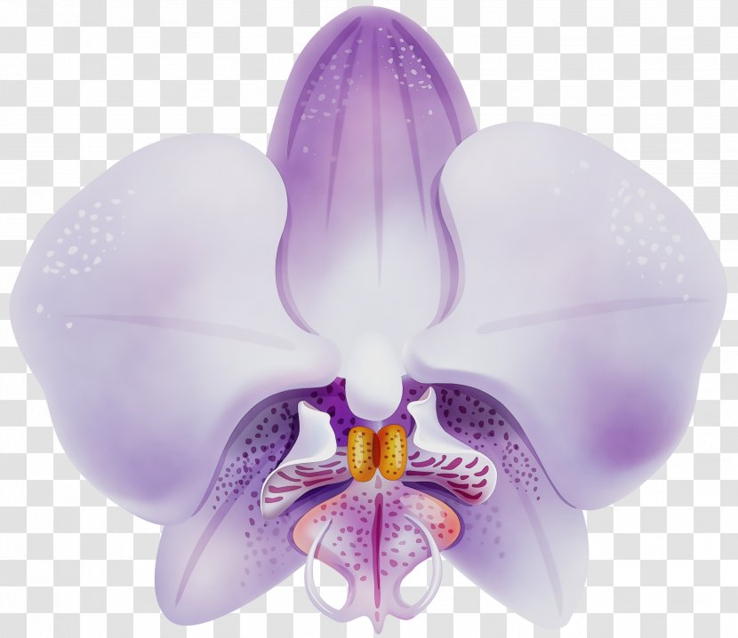 Lavender - Lilac - Phalaenopsis Sanderiana Transparent PNG