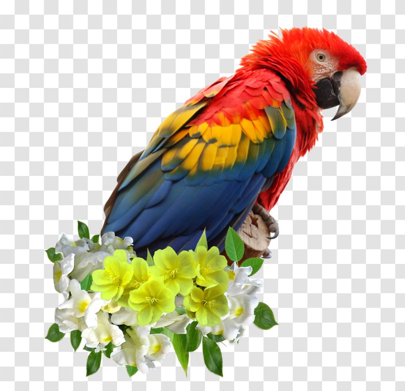 Parrot Bird Budgerigar Scarlet Macaw Vertebrate - Perico Transparent PNG