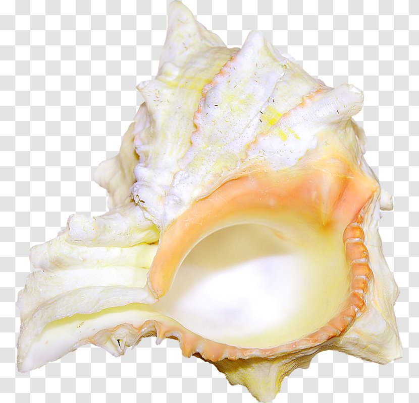 Cockle Seashell Shellfish Conch Transparent PNG