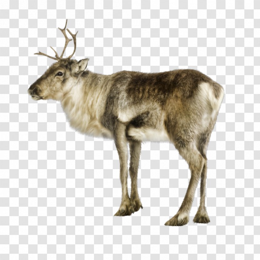 Reindeer German Shepherd Moose Clip Art - Gray Wolf - MOOSE Transparent PNG