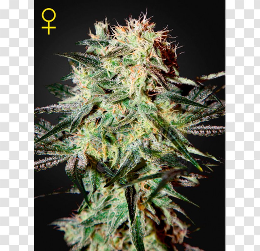 Haze Seed Marijuana Cannabis Sativa Strawberry - Hemp Transparent PNG
