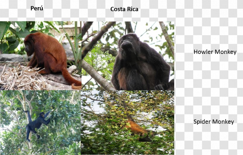 Orangutan Gorilla New World Monkeys Fauna Wildlife - Primate Transparent PNG