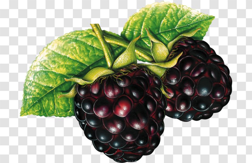 Blackberry Fruit Clip Art - Raspberries Blackberries And Dewberries Transparent PNG