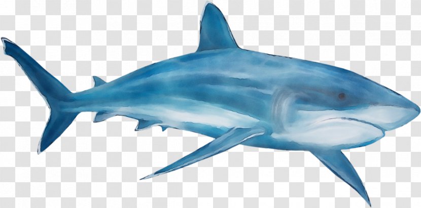 Great White Shark Background - Fish - Squaliformes Bonyfish Transparent PNG