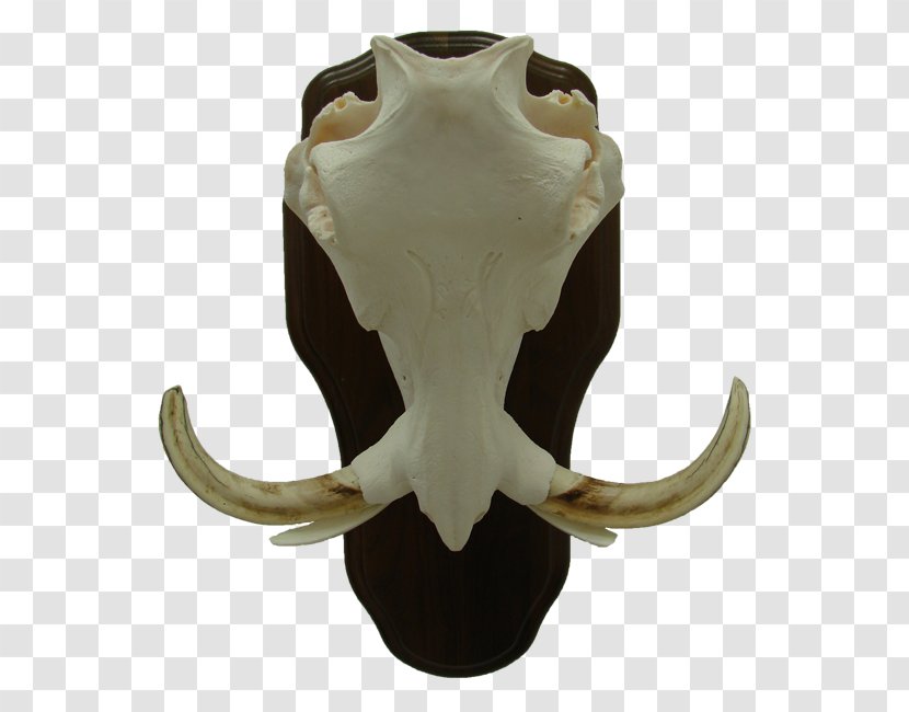 Cattle Jaw Jeffrey Horn - Warthog Transparent PNG