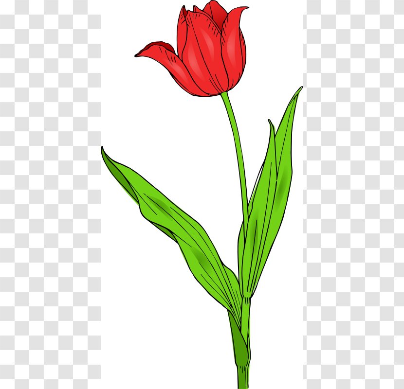 Tulipa Gesneriana Flower Free Content Clip Art - Seed Plant - FLOWERCLIPART Transparent PNG
