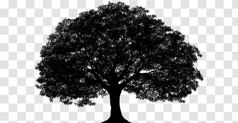 Vector Graphics Silhouette Image Drawing - Woody Plant - Oak Tree Transparent PNG