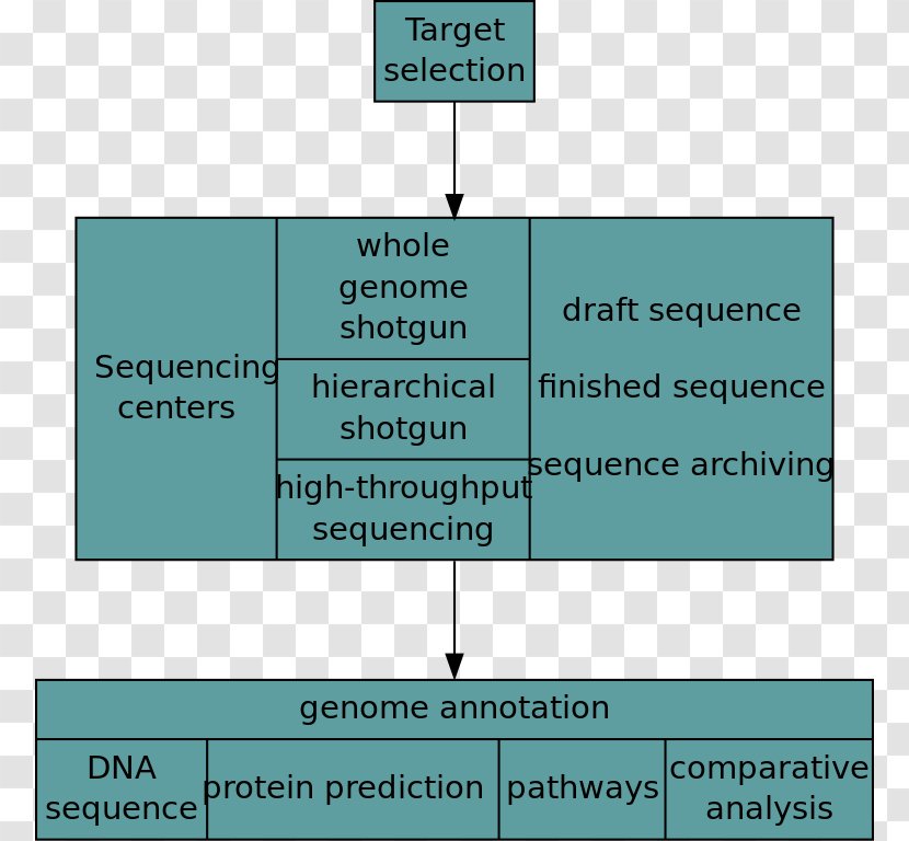 Human Genome Project Genomics Whole Sequencing - Comparative - Flowchart. Vector Transparent PNG
