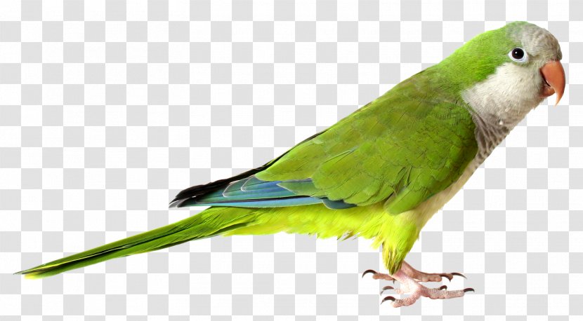 Monk Parakeet Parrot Bird Cockatiel Stock Photography Transparent PNG