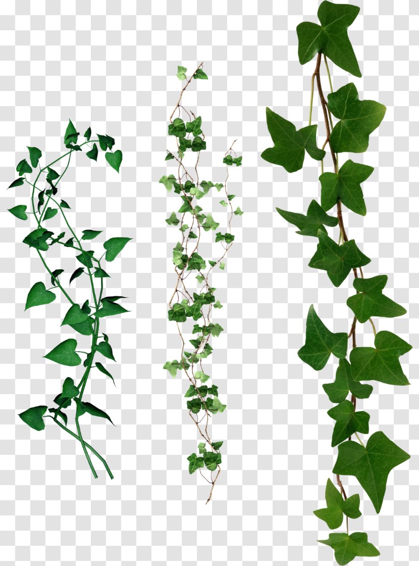 Ivy Leaf Adobe Photoshop Misgurnus Fossilis - Branch Transparent PNG