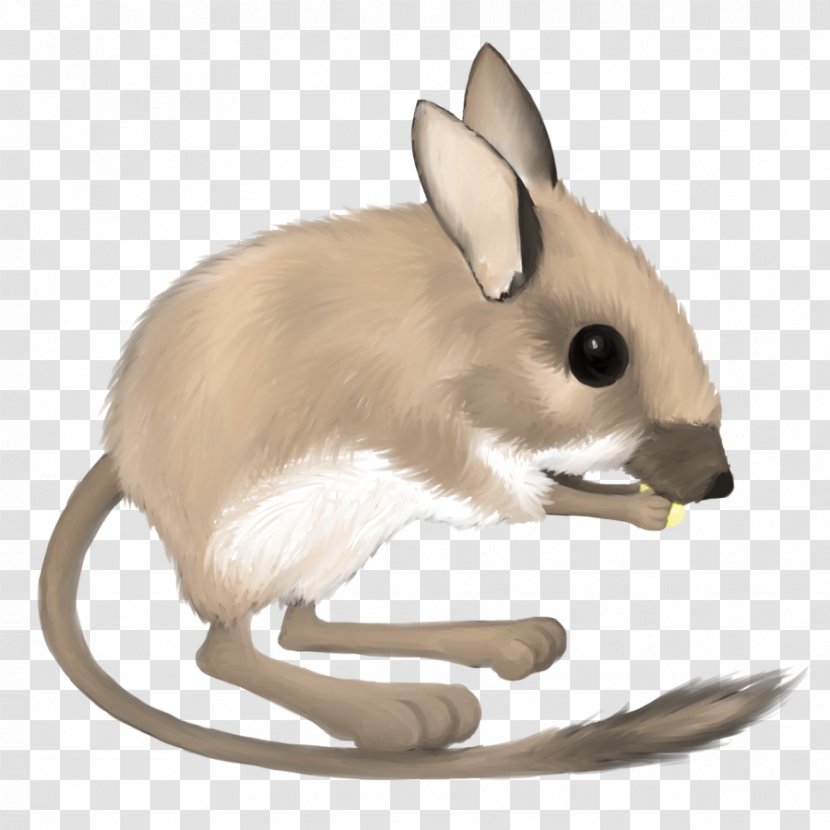 Desert Kangaroo Rat Mouse Merriam's Ord's - Hare Transparent PNG