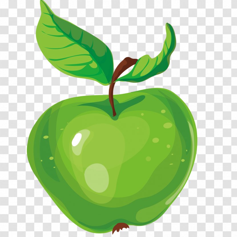 Granny Smith Illustration - Plant - Vector Fruit Apple Transparent PNG