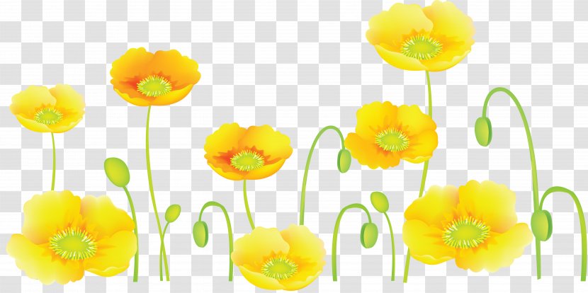 Flower Common Poppy Clip Art Transparent PNG