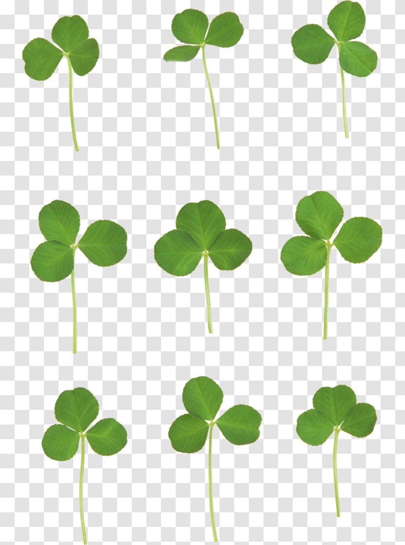 Four-leaf Clover Clip Art - Fourleaf - Six Kinds Of State Transparent PNG