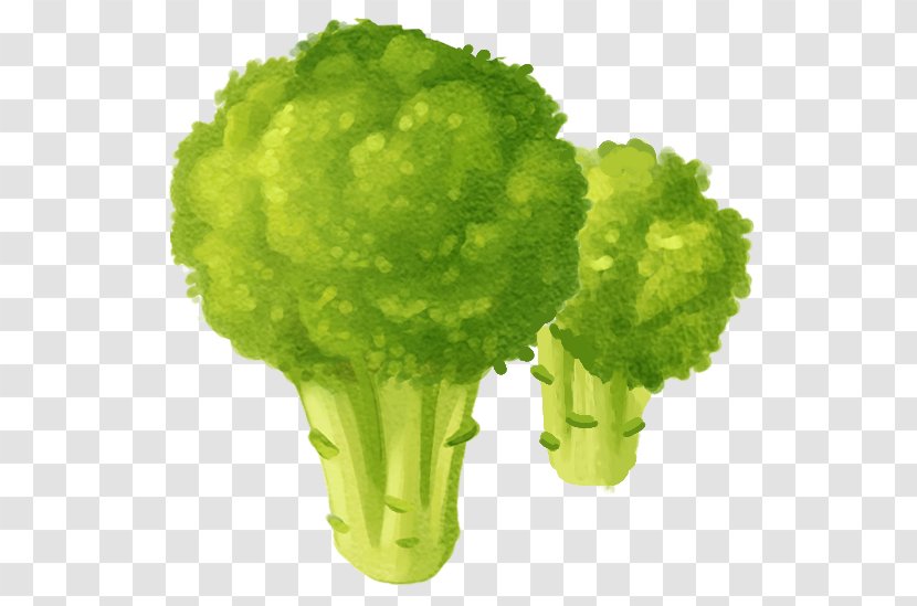 Cauliflower Vegetable - Hand-painted Transparent PNG