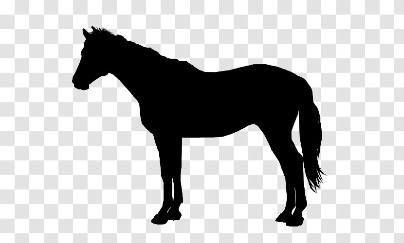 Arabian Horse American Quarter Thoroughbred Trot Image - Mustang Transparent PNG