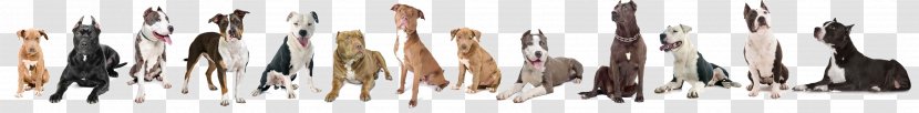American Bully Pit Bull Terrier Staffordshire - Breeds - Dog Transparent PNG