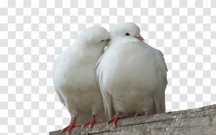 Columbidae Lovebird Domestic Pigeon Squab - Pigeons Transparent PNG