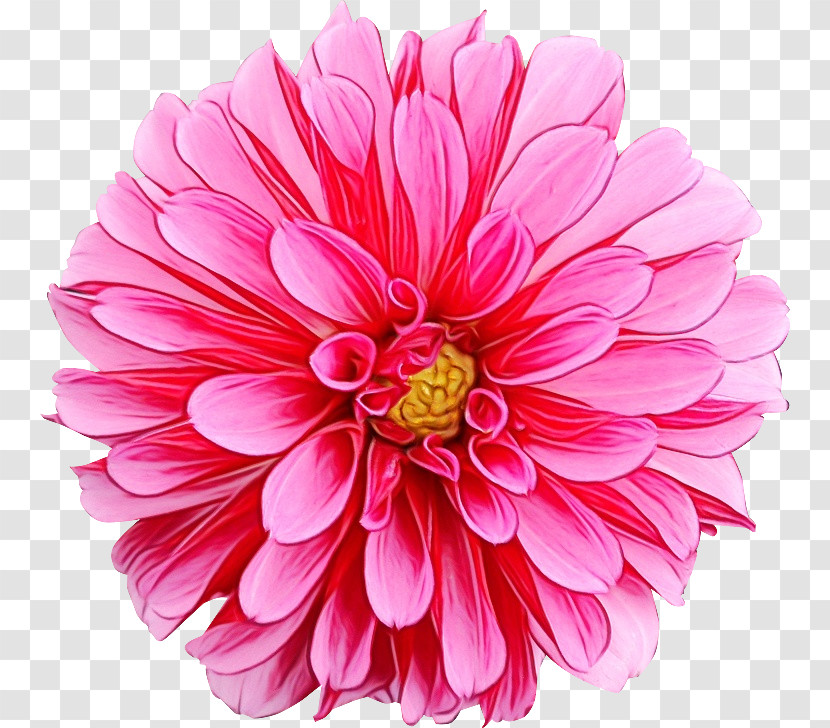 Floral Design Transparent PNG