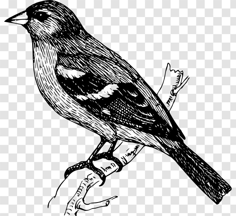 Bird Finches Drawing Clip Art - Common Chaffinch Transparent PNG