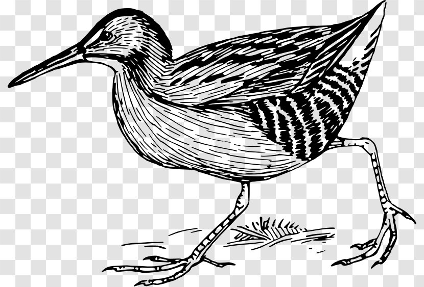 Duck Bird /m/02csf Line Art Feather - Fowl Transparent PNG