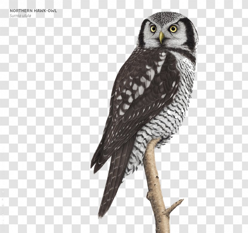 Great Grey Owl Bald Eagle Bird - Raster Graphics - Feather Tree Branch Transparent PNG