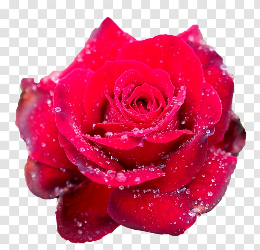 Garden Roses Centifolia Rosa Chinensis Floribunda Diary - Petal - Pink Family Transparent PNG