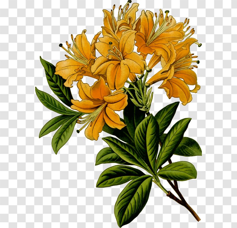 Clip Art Openclipart Free Content Pacific Rhododendron - Lily - Cartoon Transparent PNG
