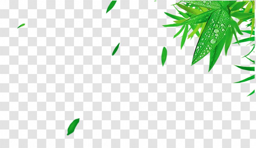 Bamboo Leaf Green - Cotyledon - Fresh Leaves Transparent PNG