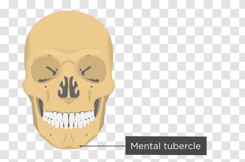 Zygomatic Bone Process Of Temporal Arch Frontal - Maxilla - Skull Transparent PNG