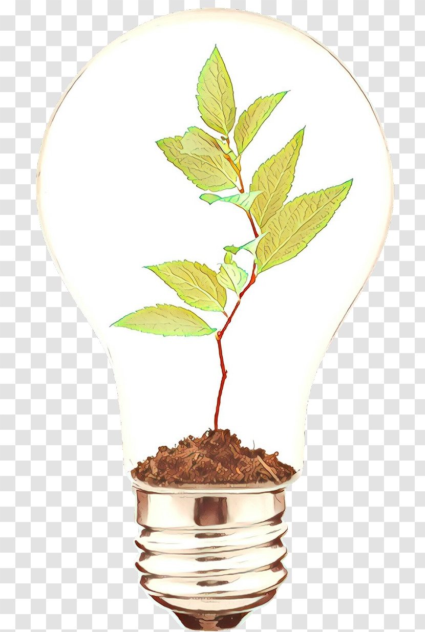 Plant Leaf Tree Flower Flowerpot - Houseplant - Beech Stem Transparent PNG