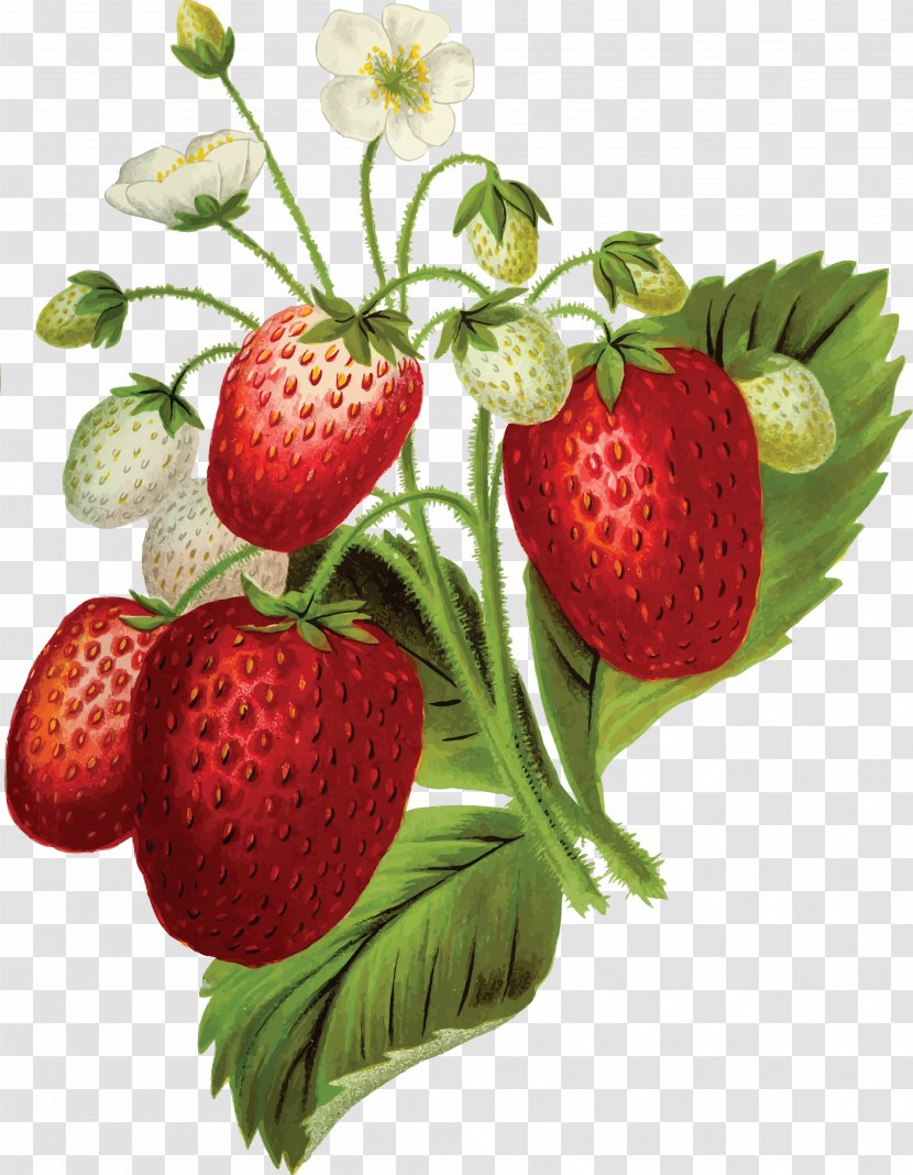 Strawberry Food Clip Art Transparent PNG