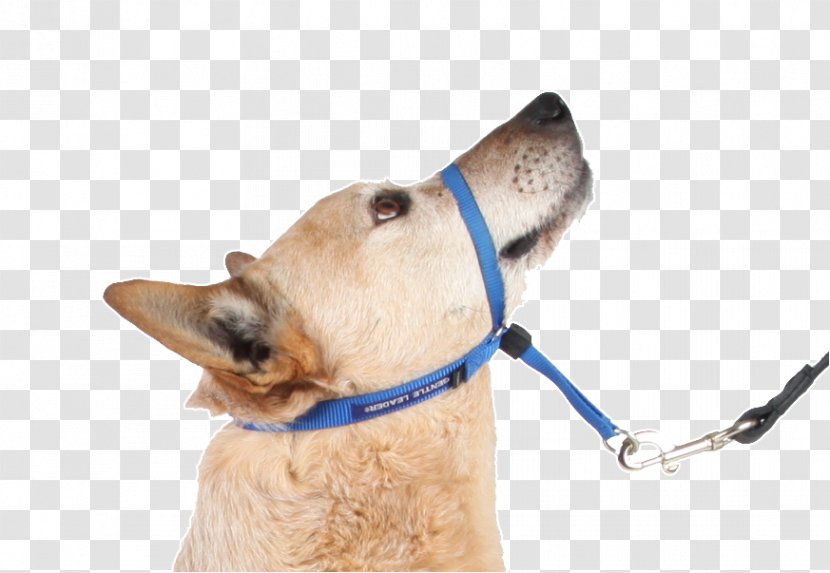Dog Halter Leash Shock Collar Transparent PNG