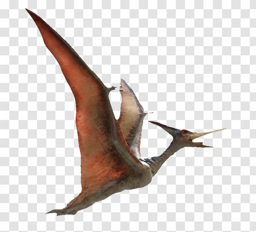 Pteranodon Pterodactyls Flight Pterosaurs 3D Computer Graphics - Wing - Flying Transparent PNG