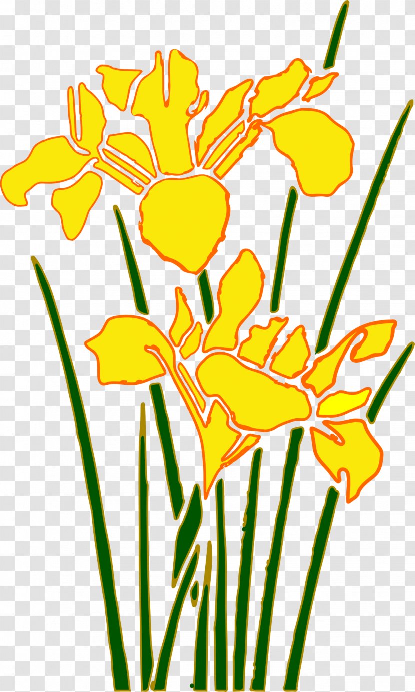 Clip Art - Drawing - Daffodil Transparent PNG