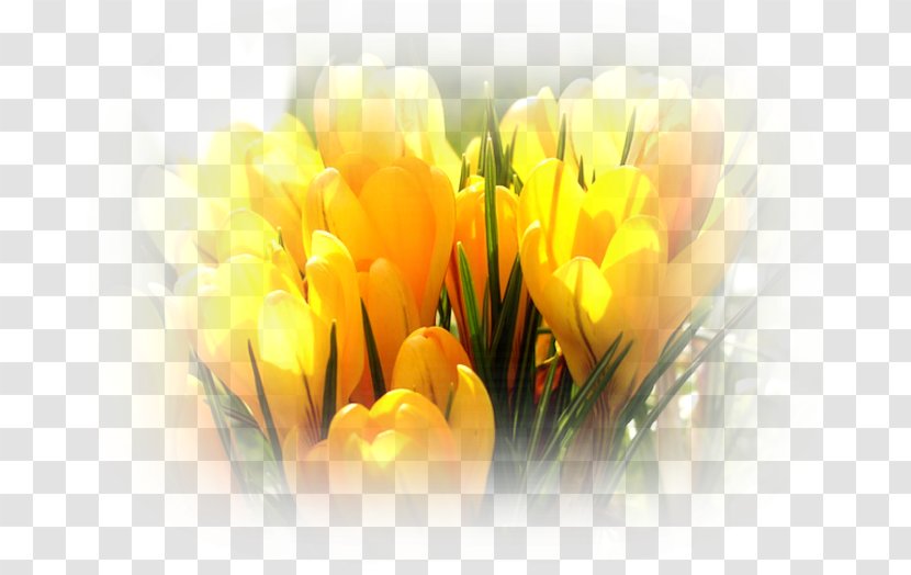 Crocus Flavus Autumn Flower Sternbergia Krokus - Yellow - Crocuses Transparent PNG