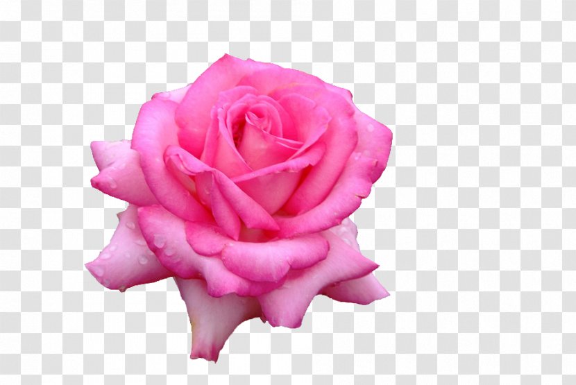 Garden Roses Cabbage Rose Petal Cut Flowers - Flowering Plant - Background Transparent PNG