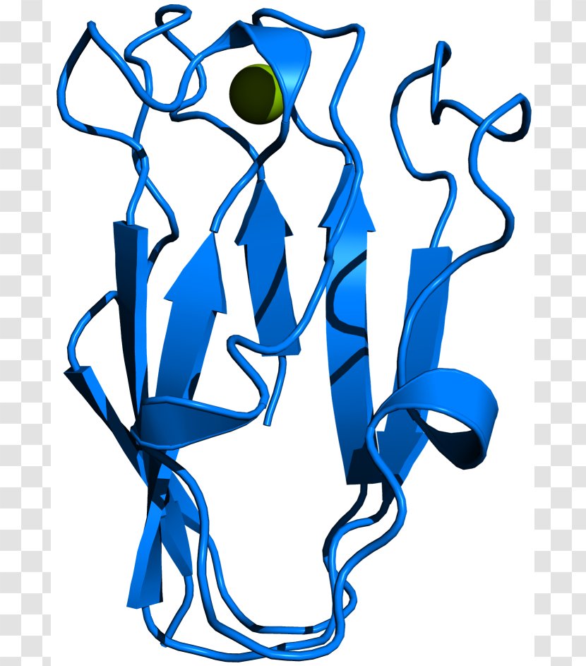 Plastocyanin Thylakoid Cytochrome B6f Complex Blue-green Bacteria Photosynthesis - Photosystem - Spinach Transparent PNG