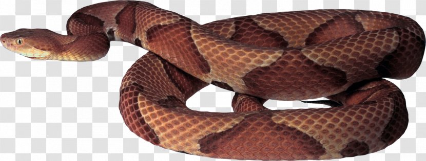 Eastern Brown Snake - Australian Snakes Transparent PNG