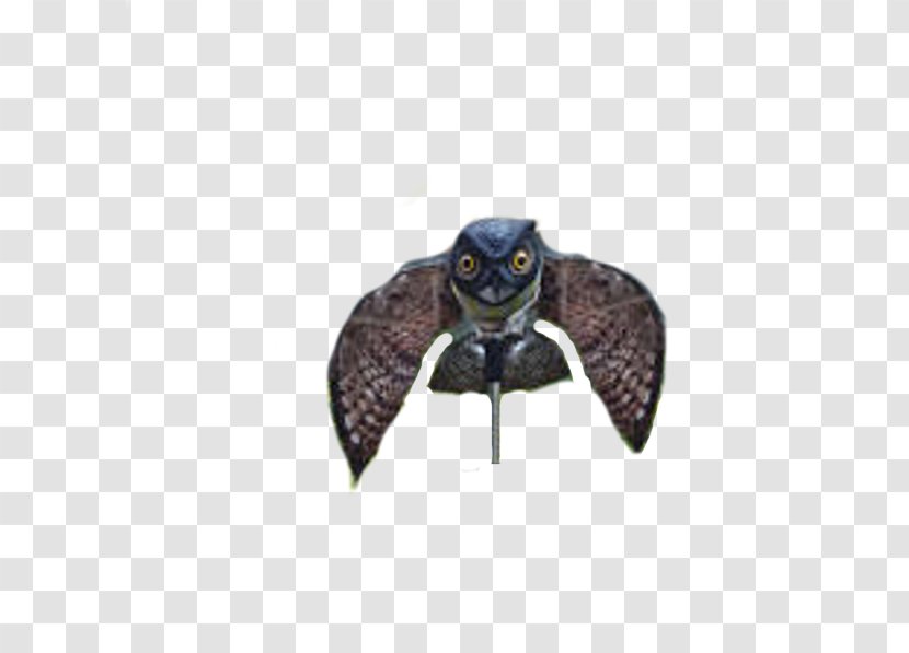 Owl Bird Rock Dove Falcon Mouse Transparent PNG