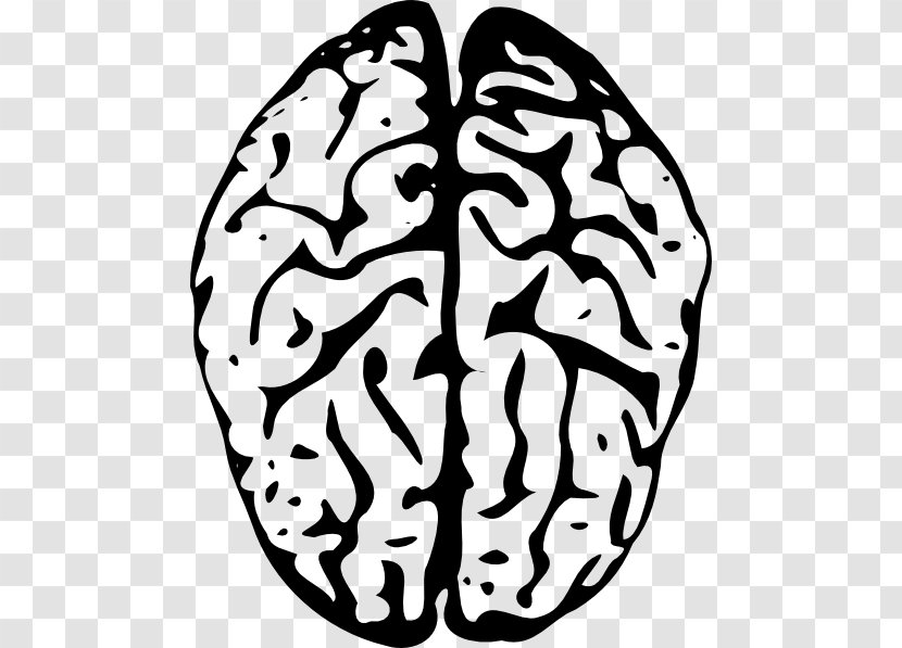 The Female Brain Human Clip Art - Tree - Outline Of Transparent PNG