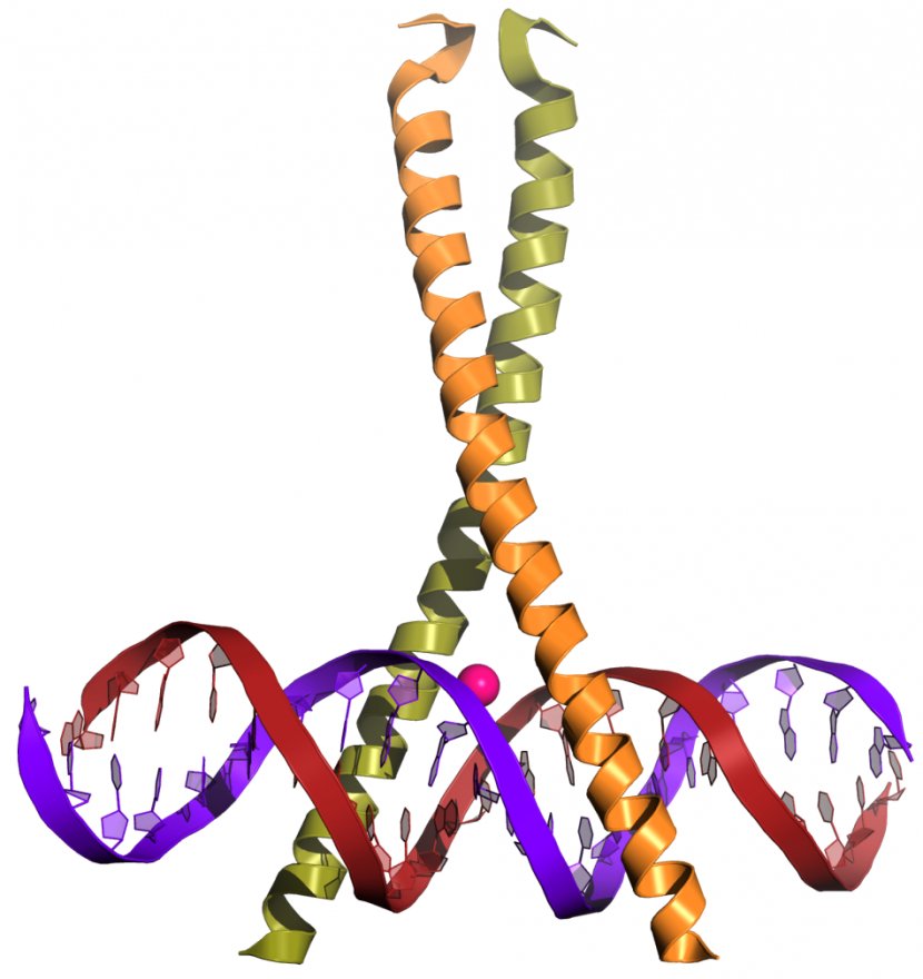 Leucine Zipper BZIP Domain CREB Coiled Coil - Bzip Transparent PNG