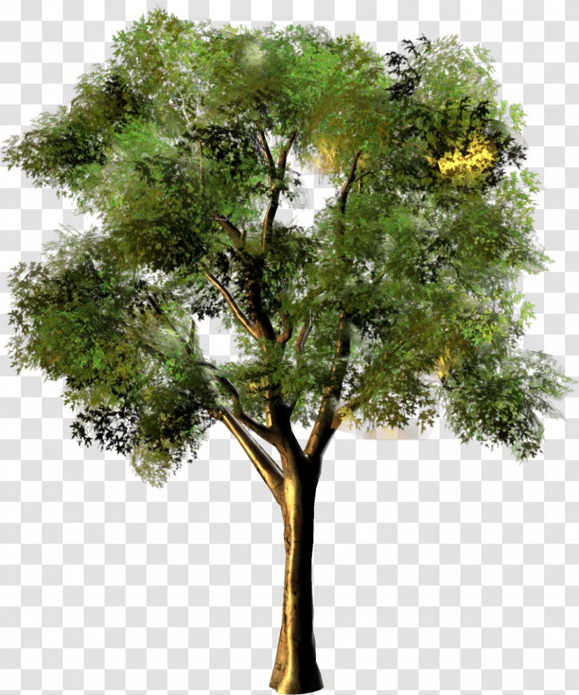 Tree Photomontage - Scrapbooking Transparent PNG