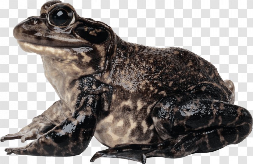 Toad Jump True Frog - Ranidae - Tree Transparent PNG
