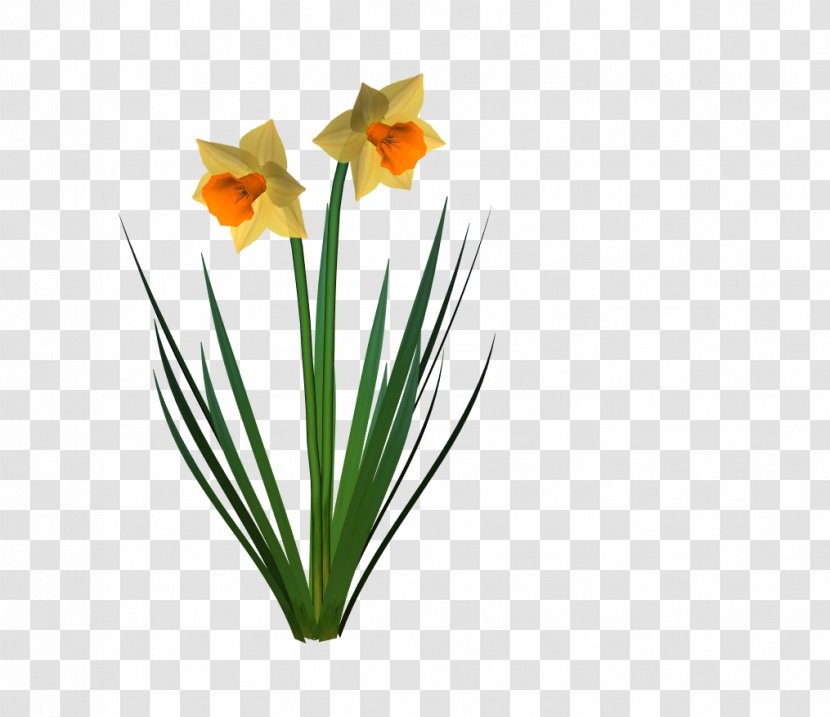 Daffodil Cut Flowers Plant - Amaryllis Family Transparent PNG