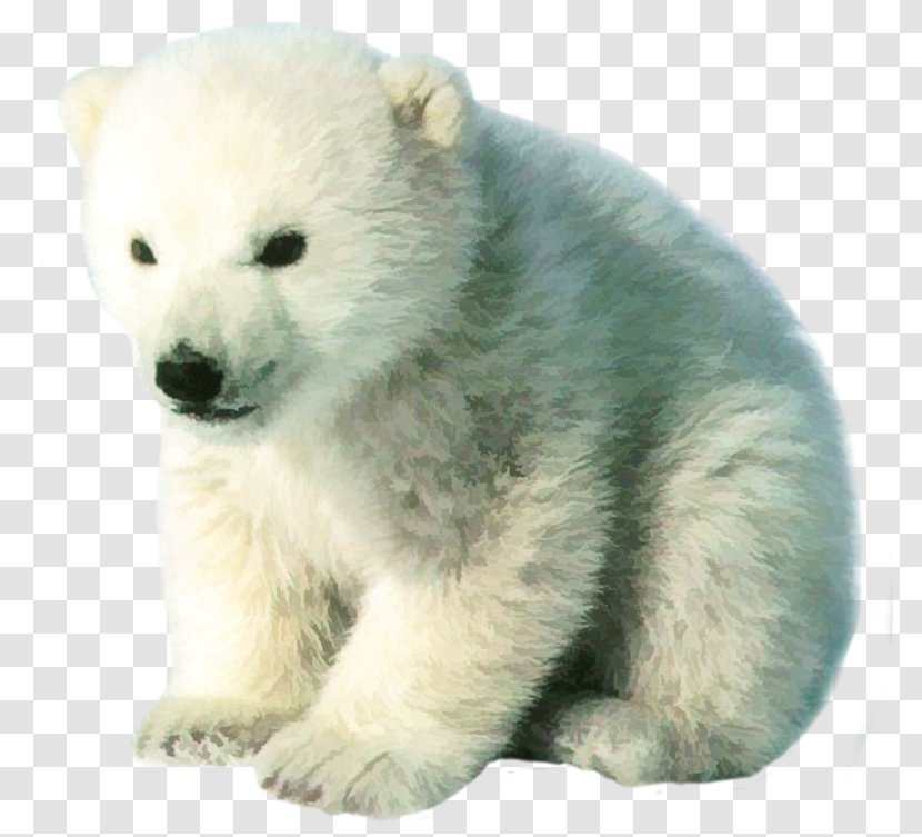 Baby Polar Bear Arctic Kodiak - Knut Transparent PNG